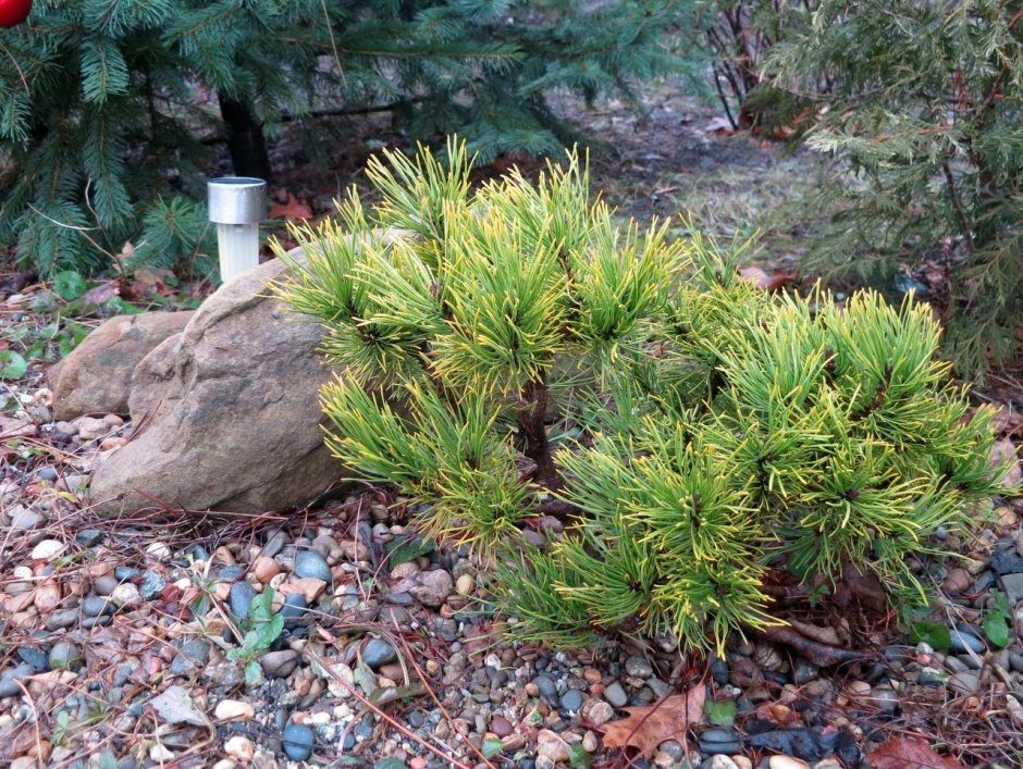 Сосна Горная Пумилио Мугус