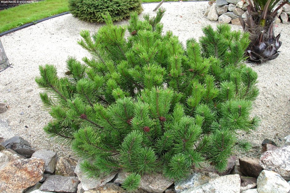 Сосна Горная Пумилио