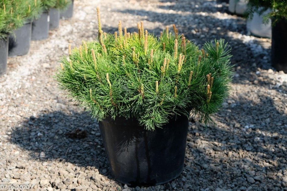 Сосна Горная Пинус Муго Мугус