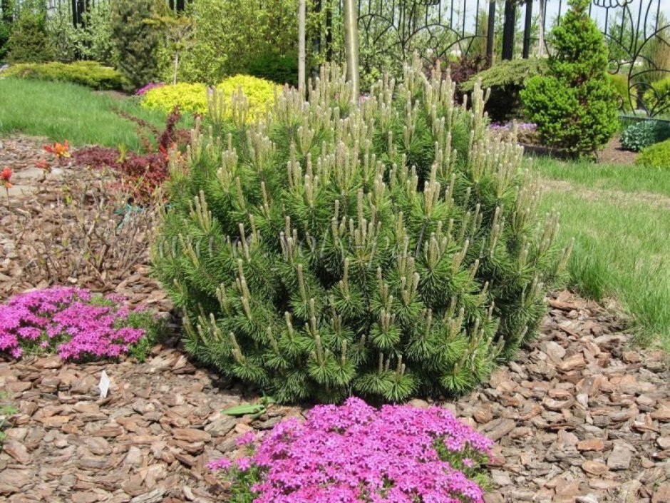 Сосна Горная Пумилио "Mops"