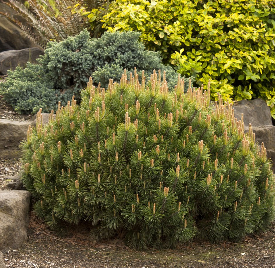 Сосна Горная Hesse