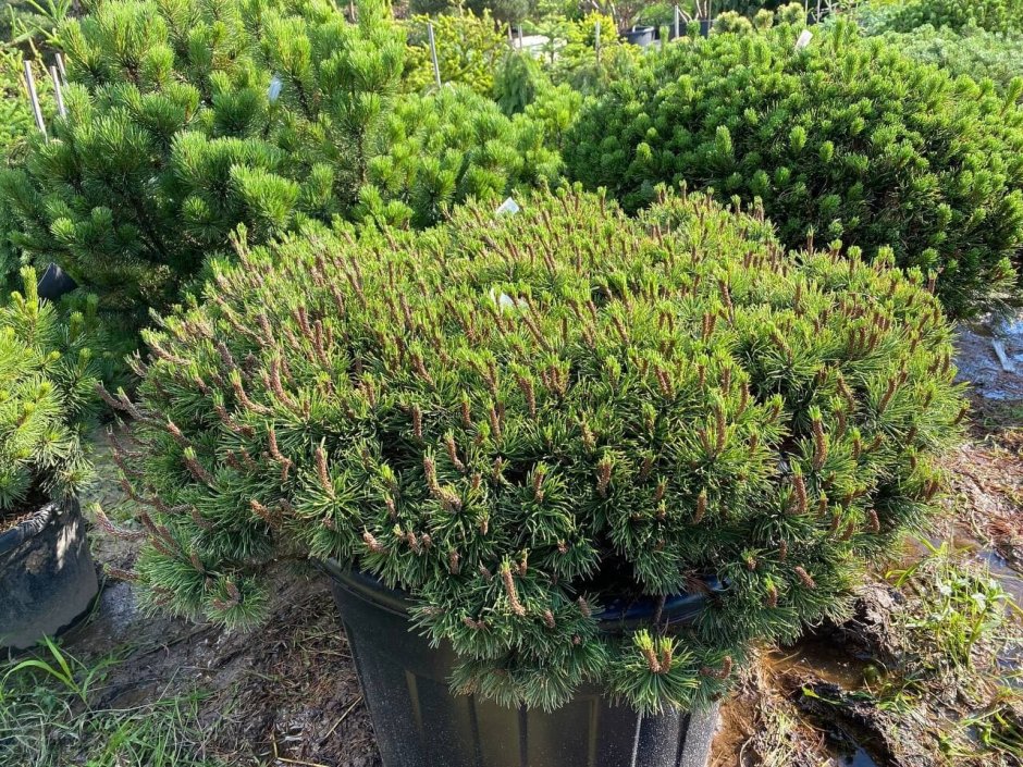 Сосна Муго Пумилио