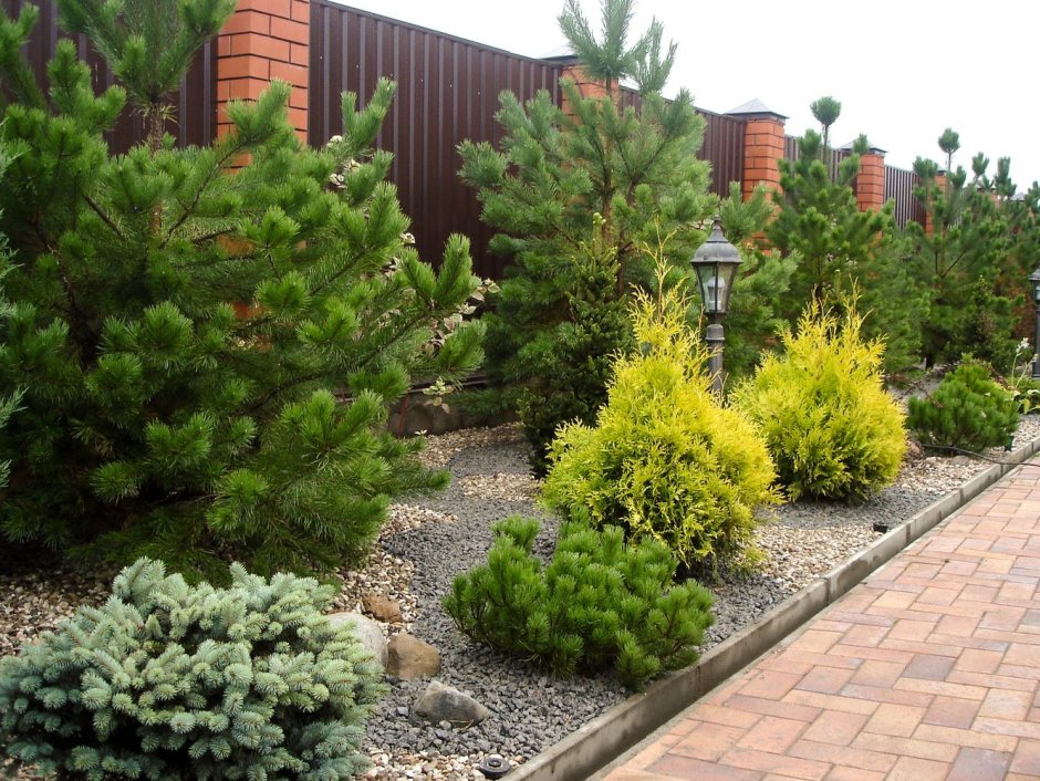 Туя Смарагд,сосна Горная