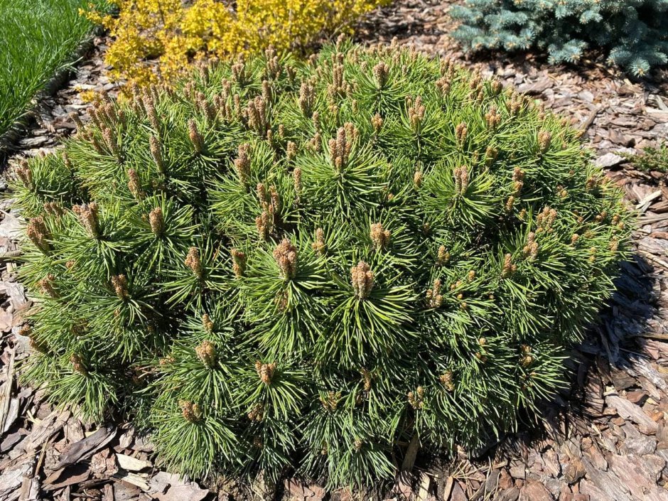 Сосна Горная Пумилио на клумбе