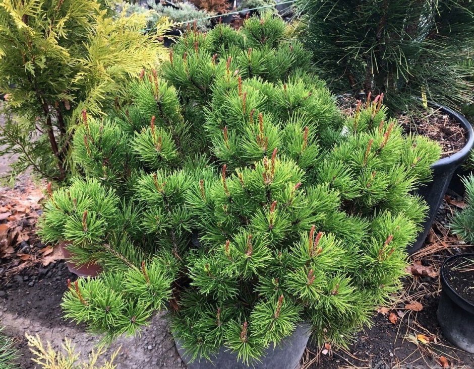 Сосна Горная pumilio Пумилио