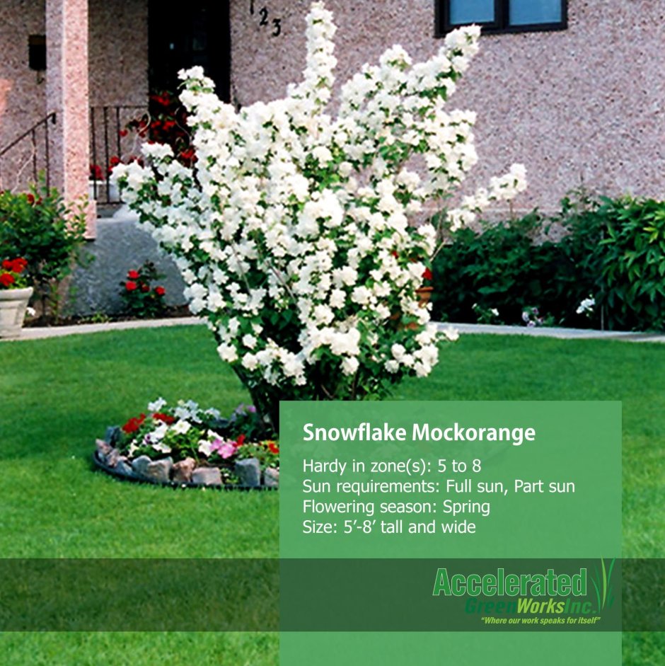 Жасмин чубушник в ландшафте