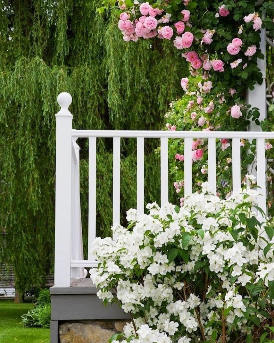 Жасмин садовый (чубушник) Розас