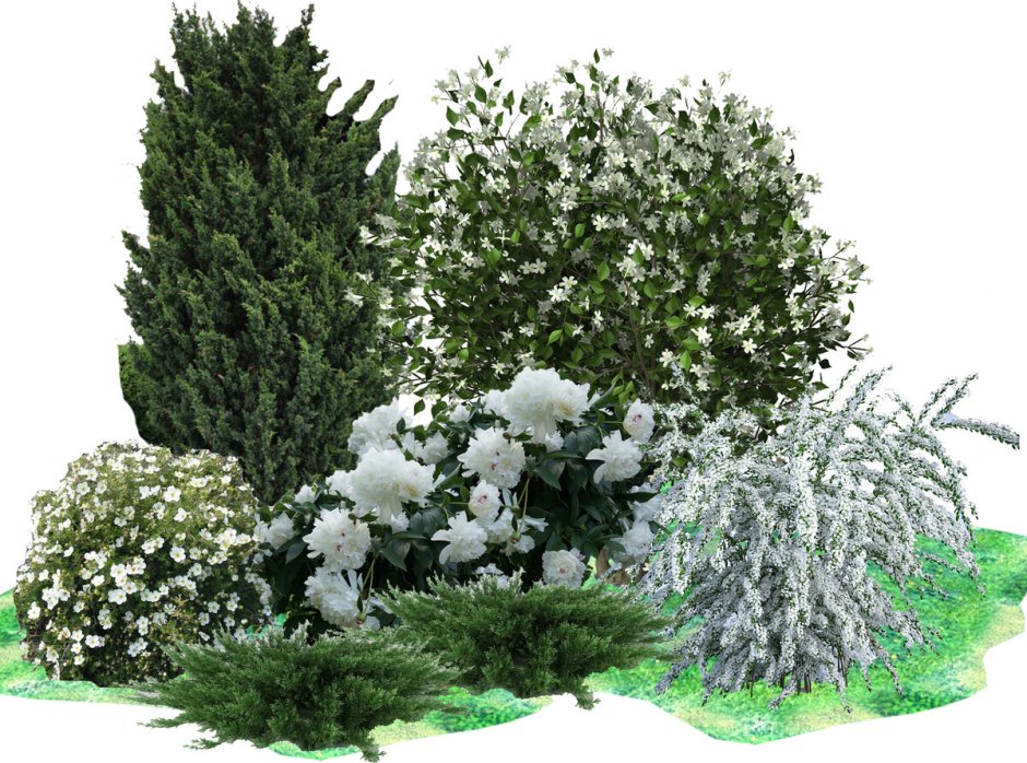 Гортензия спирея чубушник