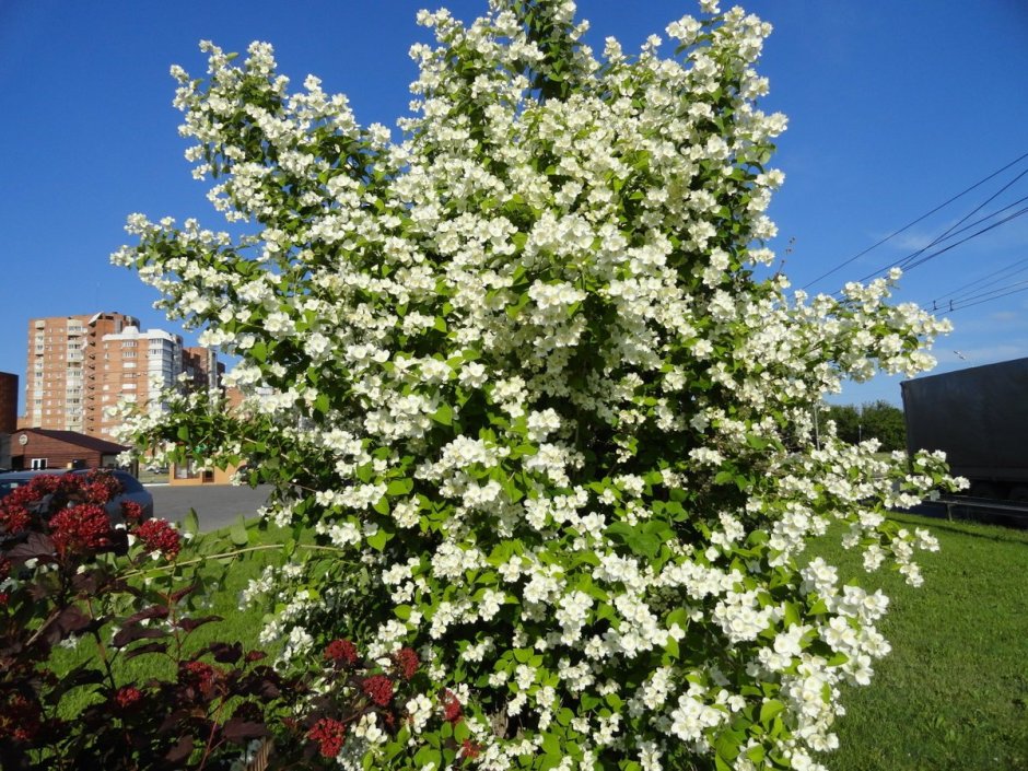 Жасмин кустарник