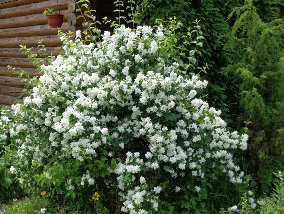 Чубушник Снежная красавица