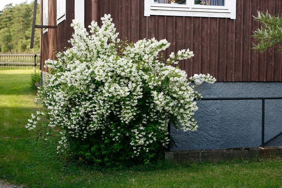 Жасмин садовый чубушник