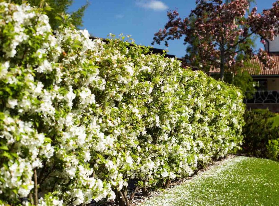Чубушник Живая изгородь