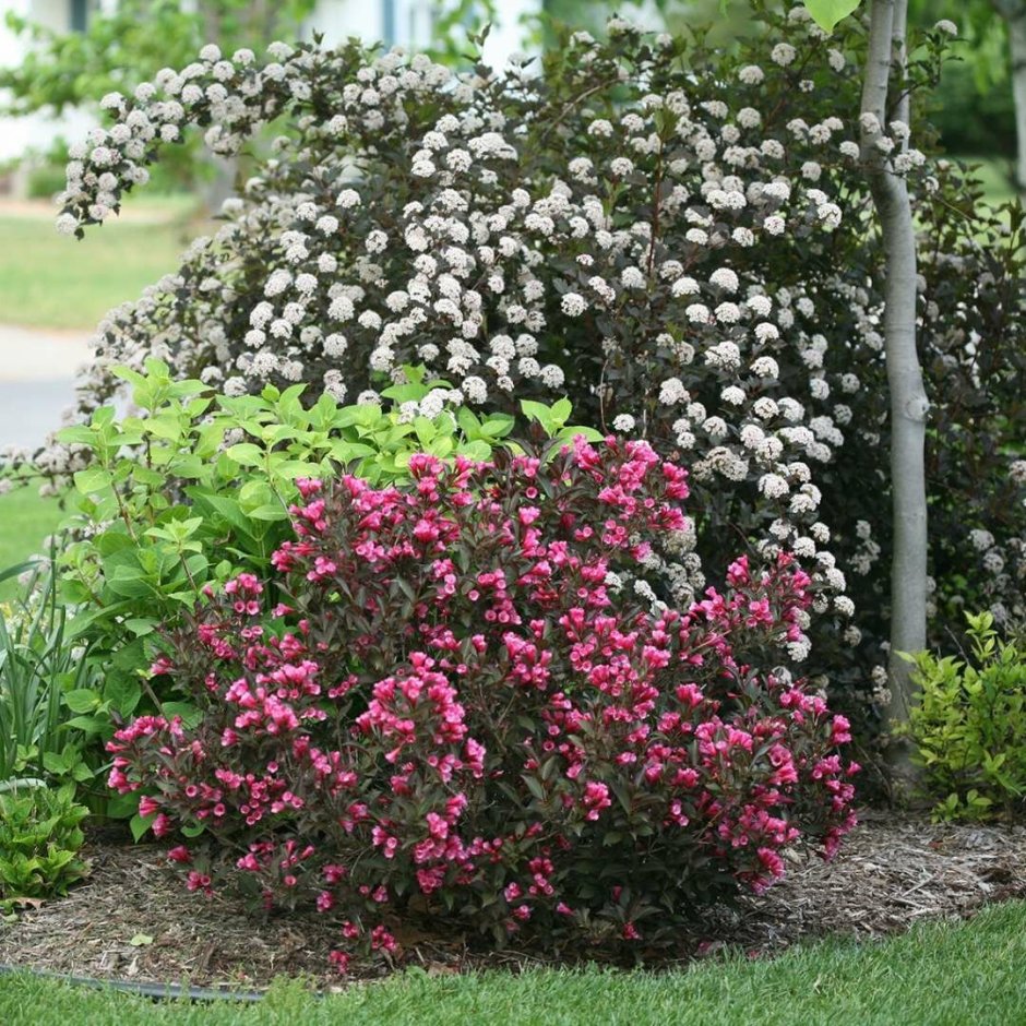 Спирея вейгела