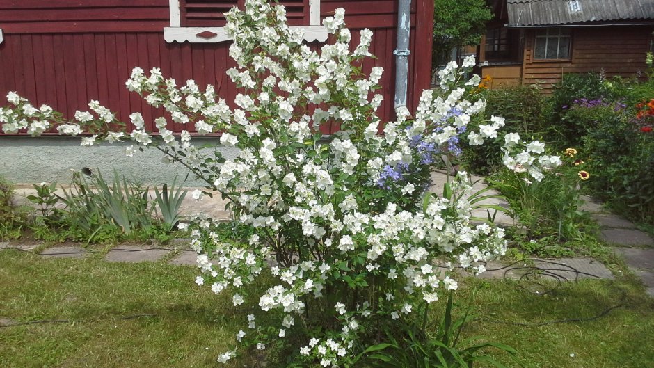 Жасмин (чубушник) Инносенс