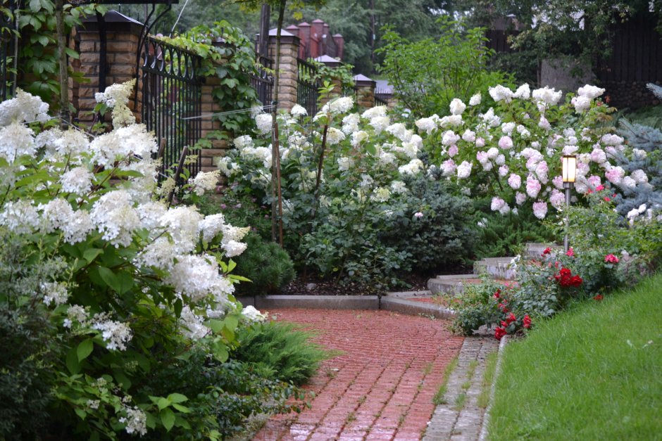 Гортензия метельчатая с жасминами