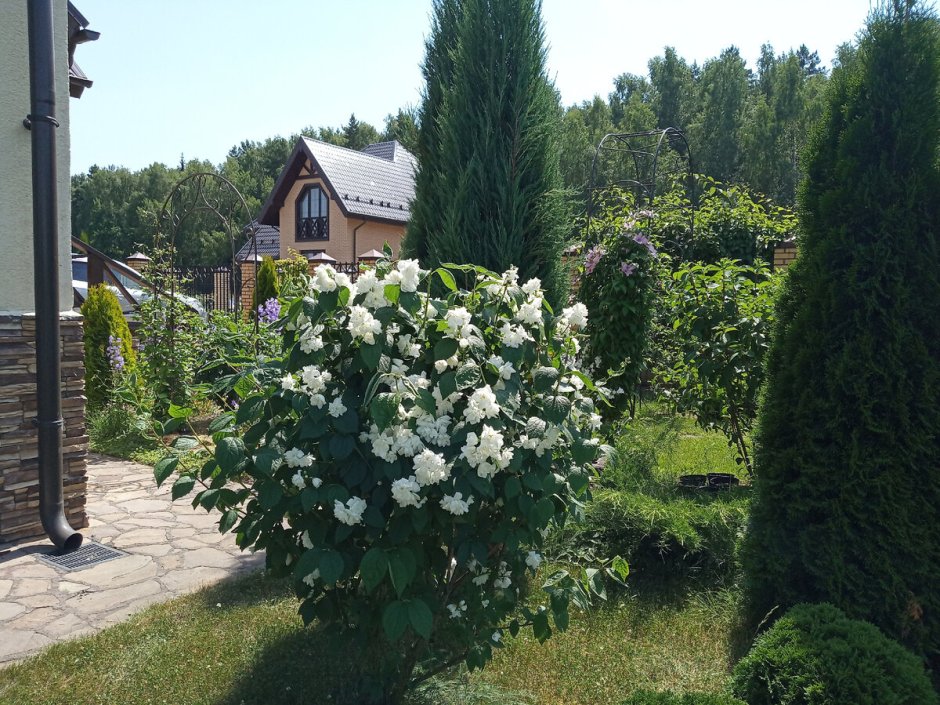 Чубушник стрижка купол