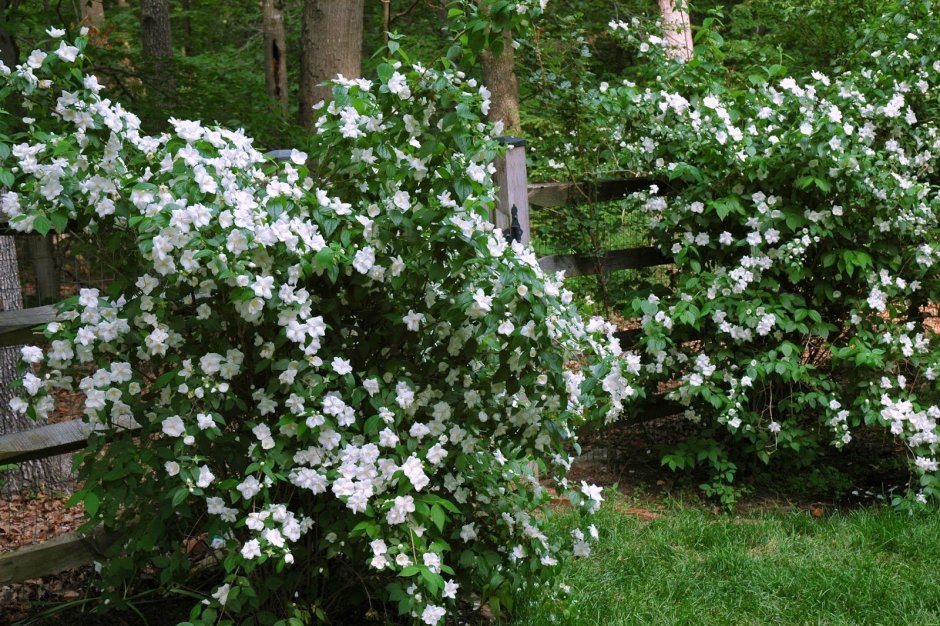 Чубушник Батлер