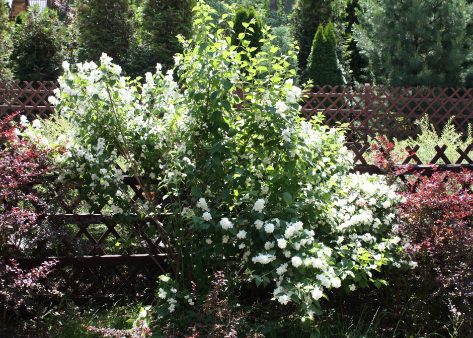 Чубушник Шнеештурм