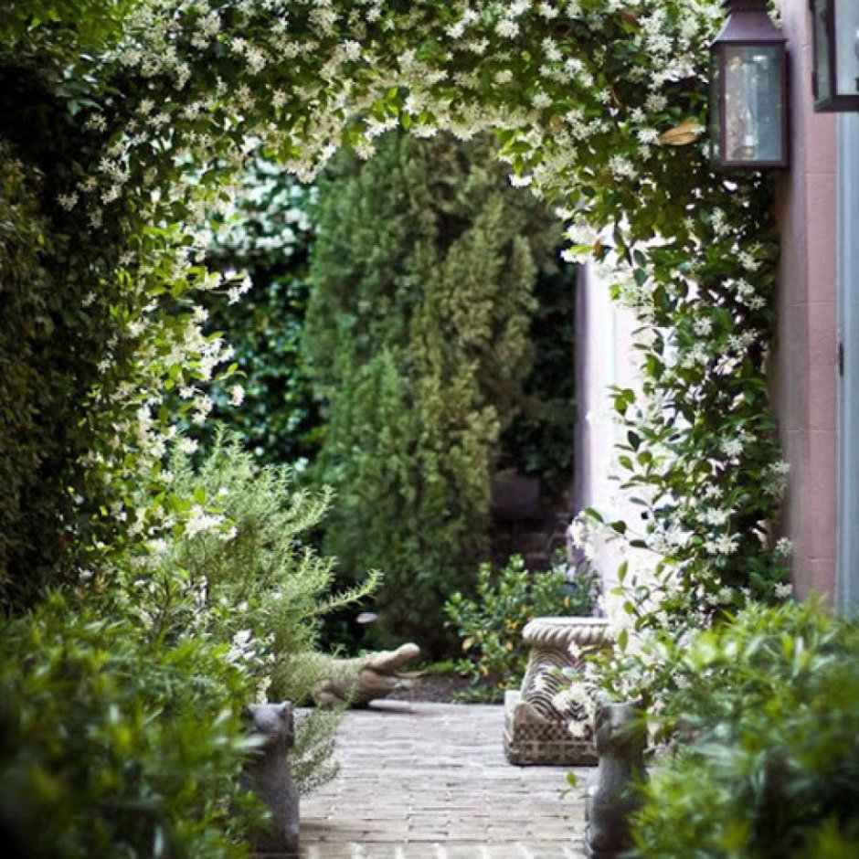 Гортензия Лиана черешковая