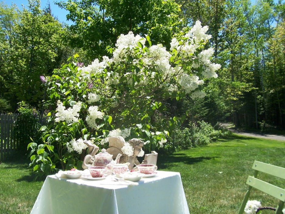 Чубушник с пионами