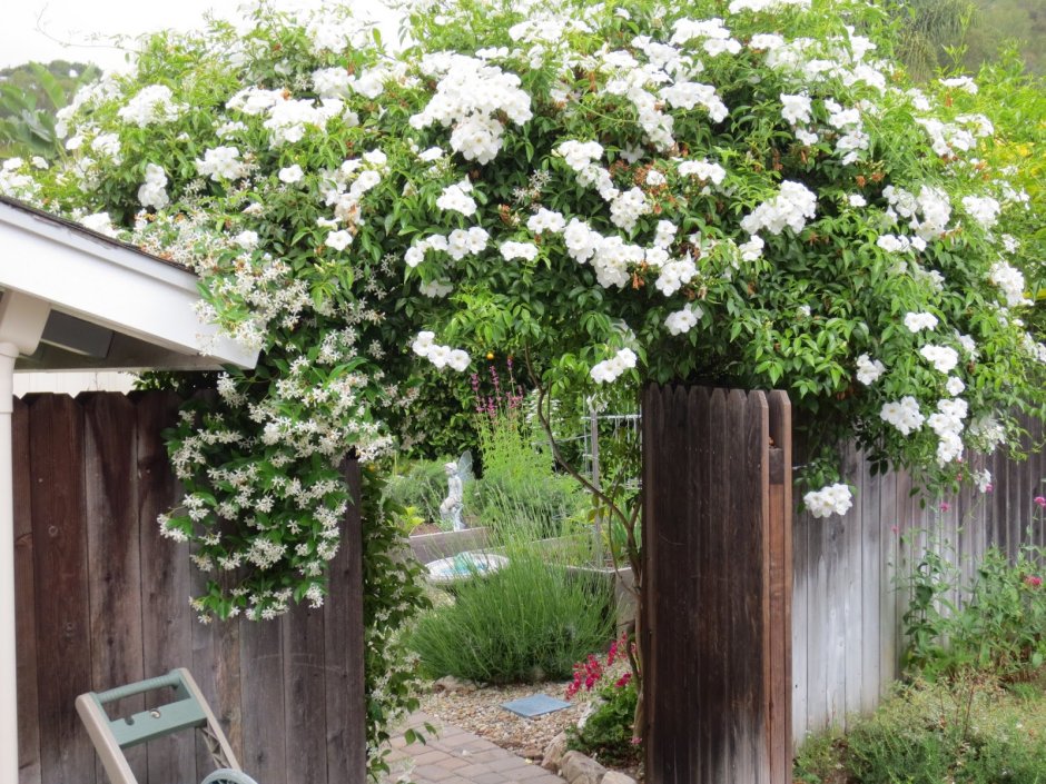 Чубушник у забора