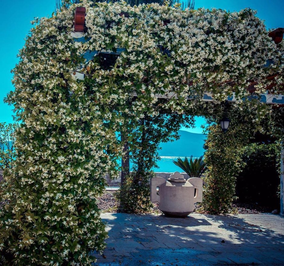 Жасмин Бахрейн дерево