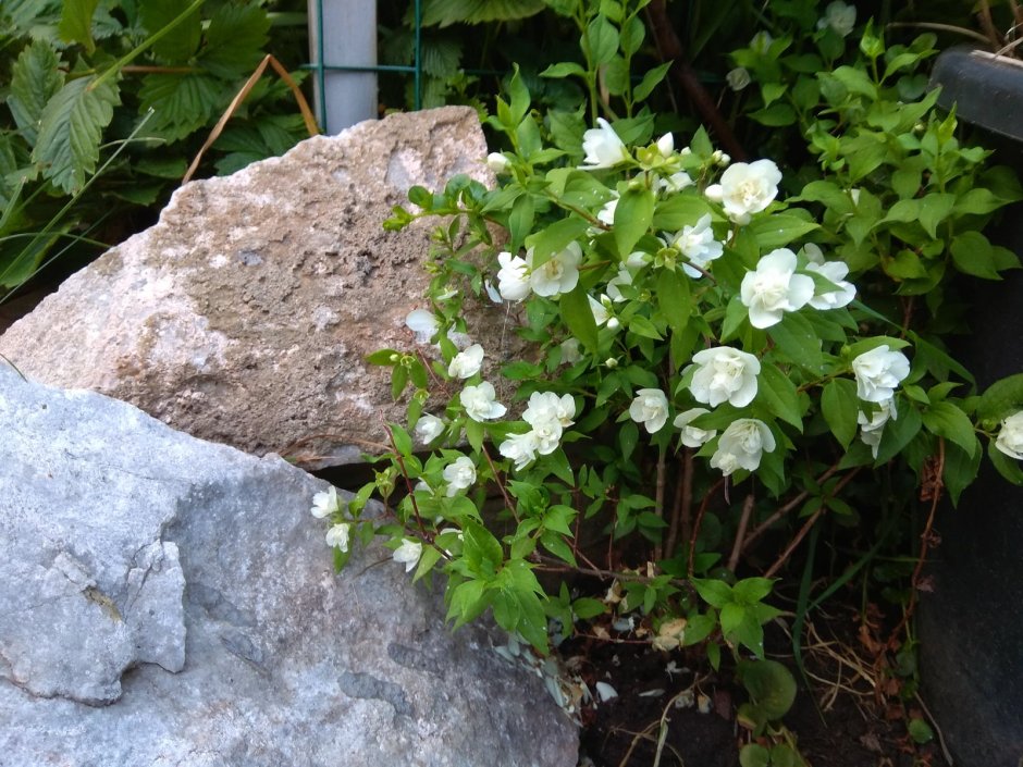 Чубушник карлик