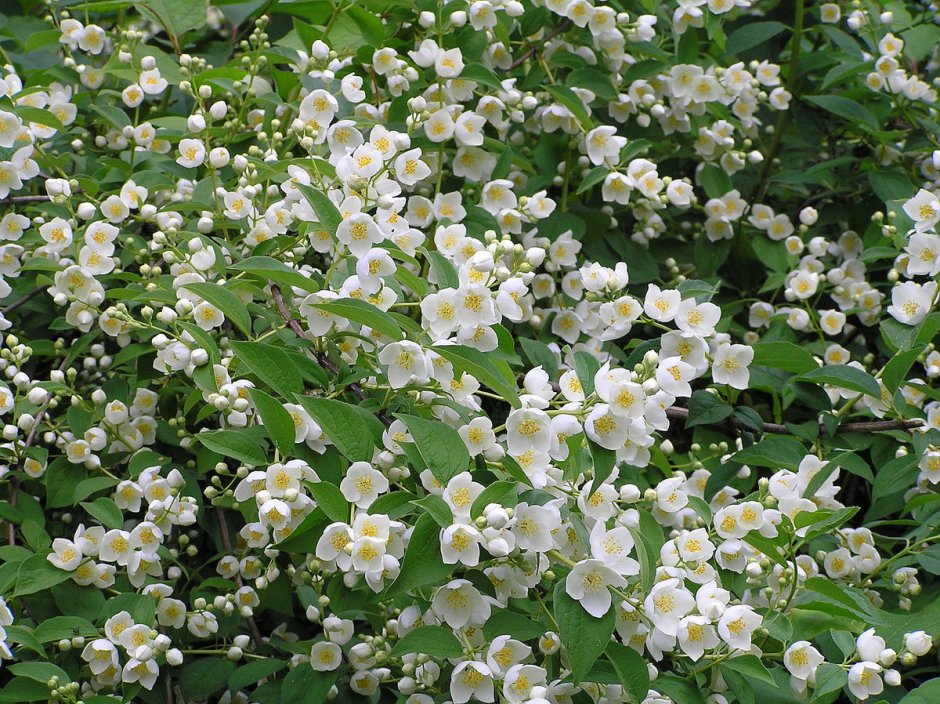 Чубушник Avalanche (Земляничный)