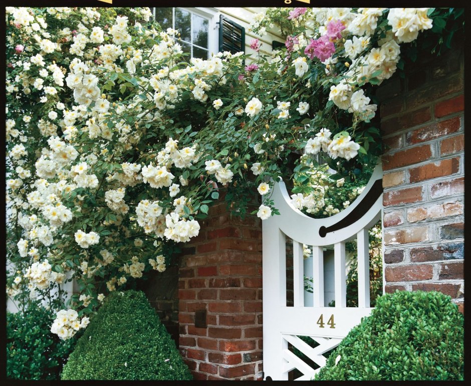 Роза плетистая Уайт Дороти Перкинс