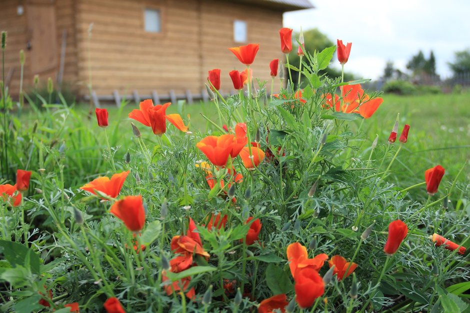 Календула, бархатцы Garden Marigold