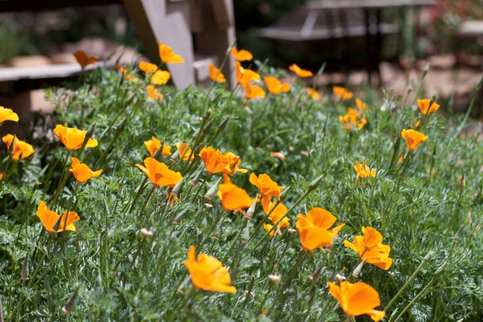 Гравилат эшшольция