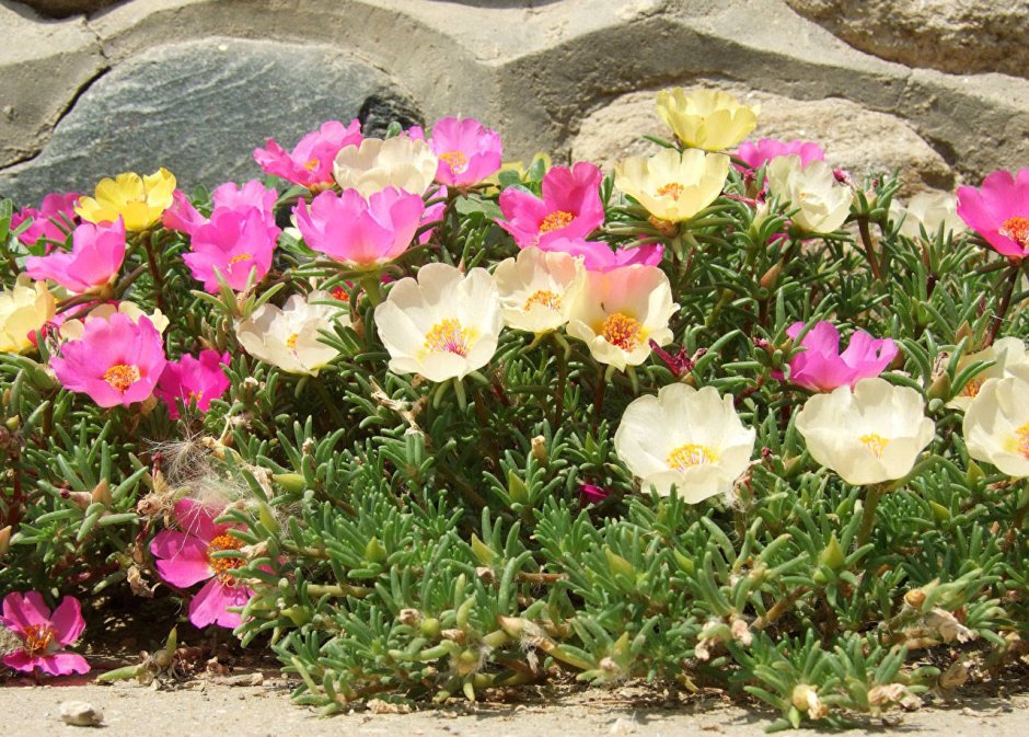 Цветок эшшольция Калифорнийская