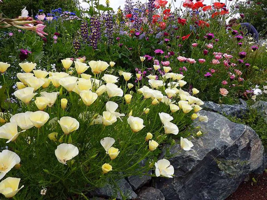 Эшшольция на клумбе