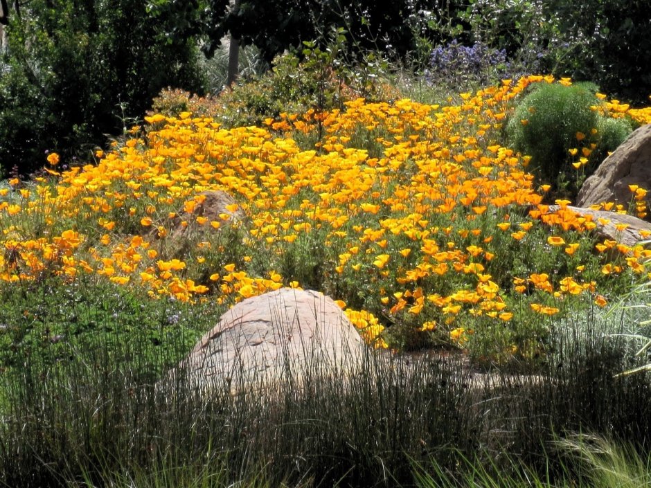 Эшшольция с бархатцами