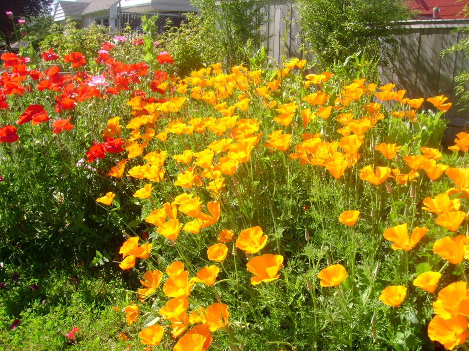 Эшшольция Калифорнийская Калифорния