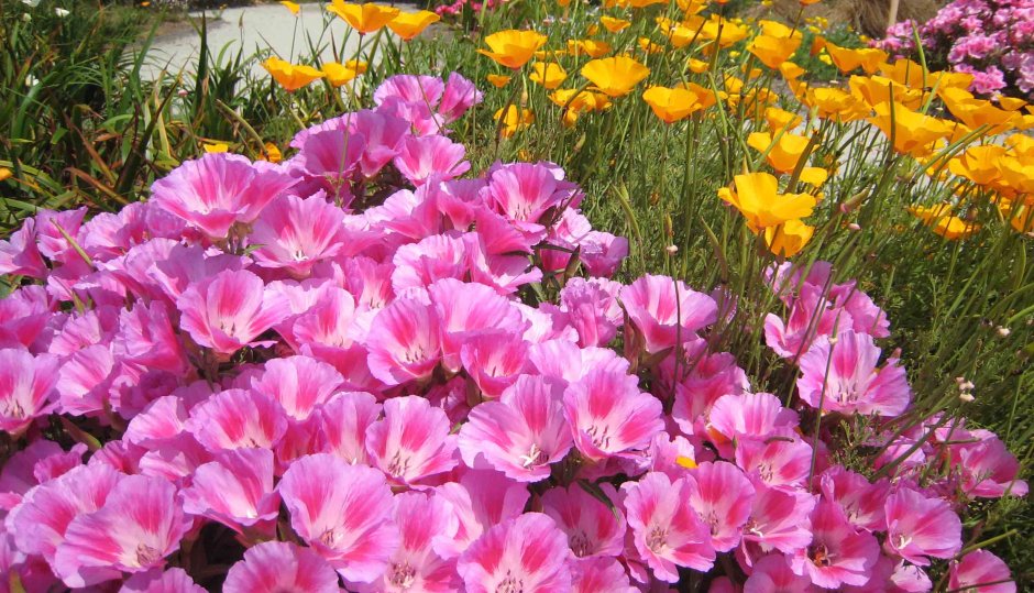 Календула на клумбе