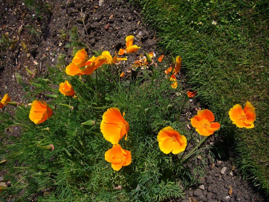 Эшшольция Мираж