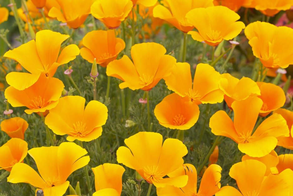 Эшшольция на клумбе