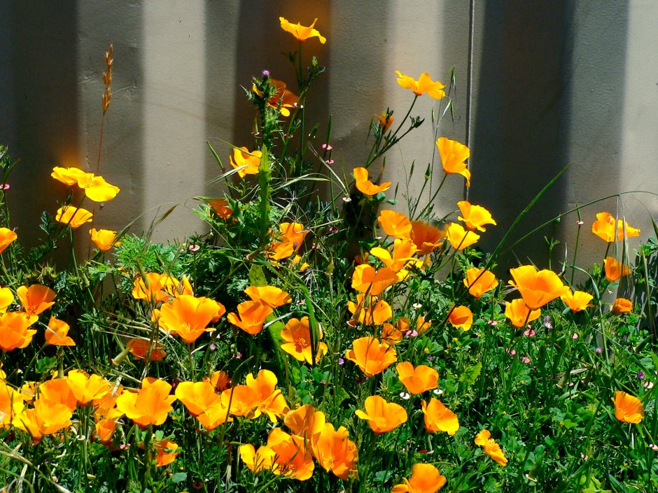 Эшшольция феерия Абрикосовая