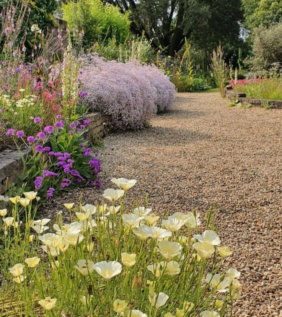 Эшшольция на газоне