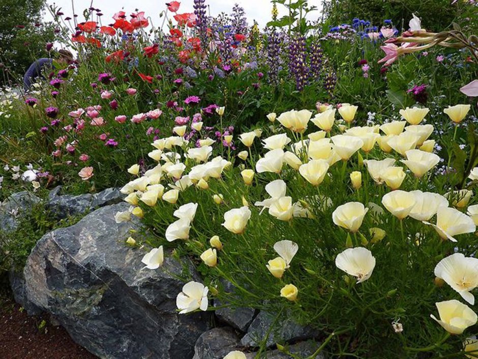 Эшшольция Земляничная Поляна