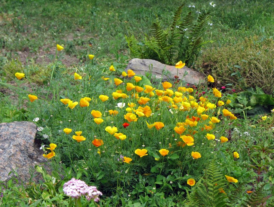 Эшшольция и годеция