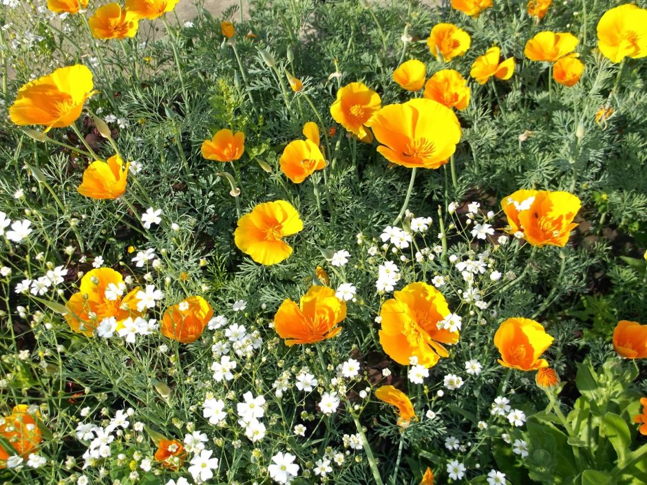 Эшшольция Аленький цветочек