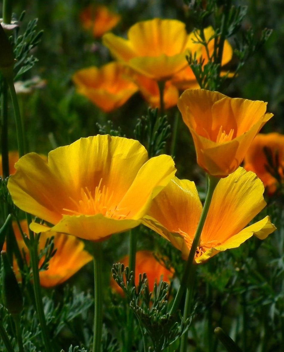 Эшшольция на клумбе