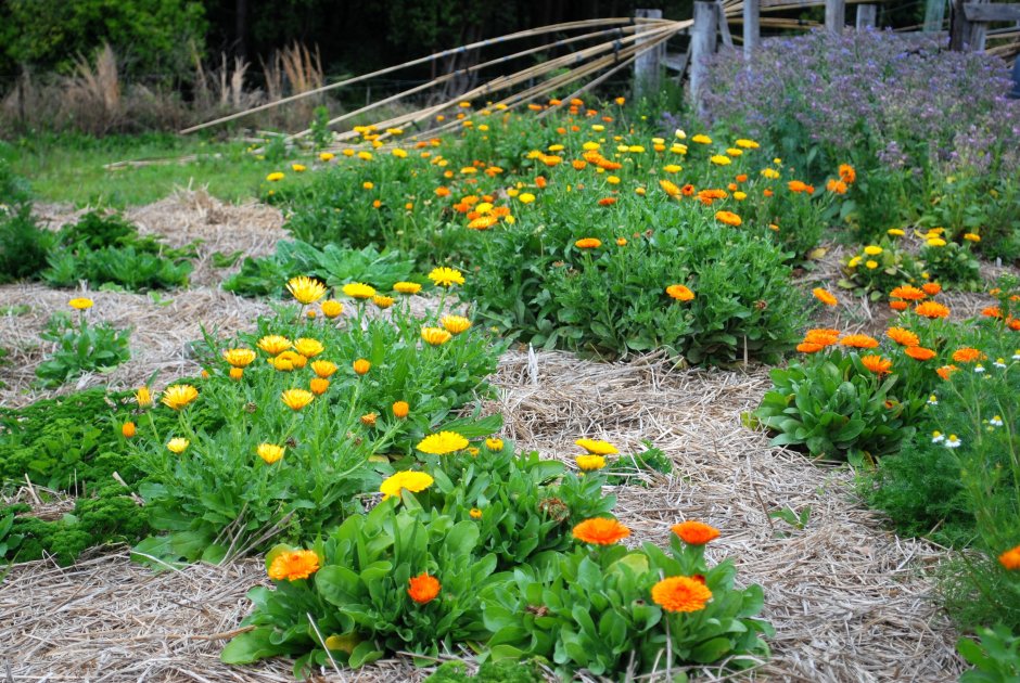 Эшшольция в ландшафтном дизайне