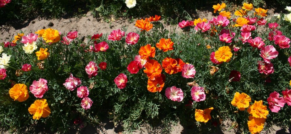 Эшшольция Нефертити