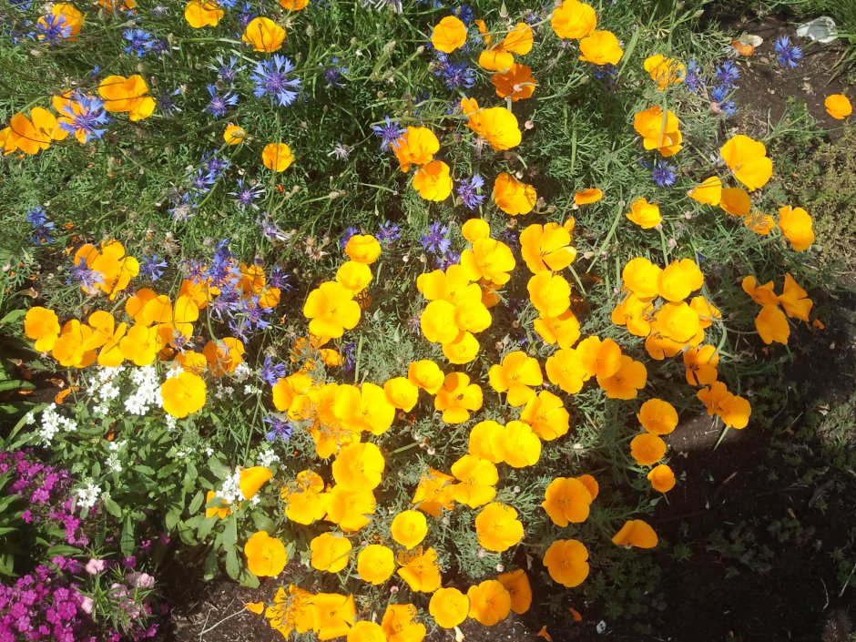 Эшшольция белый замок