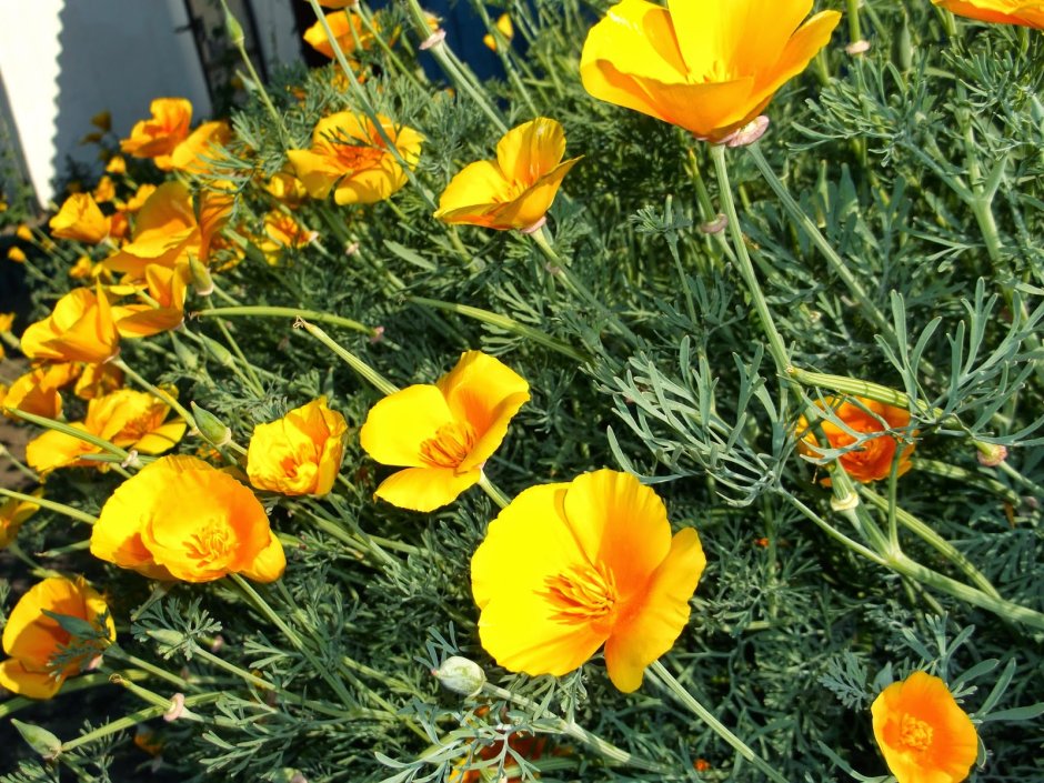 Эшшольция Нефертити