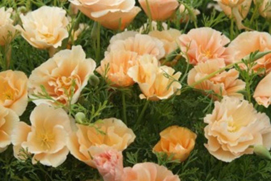 Эшшольция Милкмейд