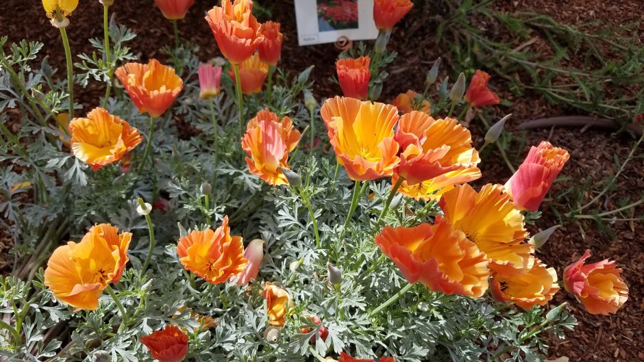 Эшшольция оранжевый Король